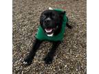 Adopt Rascal a Pit Bull Terrier