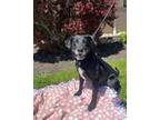 Adopt Rico a Labrador Retriever
