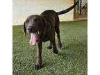 Adopt Shadow 8436 a Chesapeake Bay Retriever, Mixed Breed