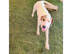 Adopt Dexter a Beagle
