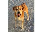 Adopt Maksim a Collie, Mixed Breed