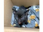 Adopt Goose - KITTEN a Domestic Short Hair