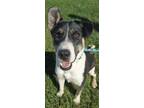 Adopt Sawyer a Husky, Pit Bull Terrier