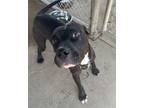 Adopt Daniel a Pit Bull Terrier