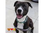 Adopt CHEERIO a Pit Bull Terrier, Mixed Breed