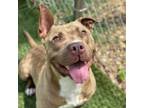 Adopt Wrecker a American Staffordshire Terrier
