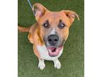 Adopt Duke a Akita, Mixed Breed