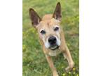 Adopt 2404-0053 Gabe (Off Site Foster) a Jack Russell Terrier