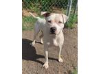 Adopt Ferdinand (Snowball) a American Staffordshire Terrier, Pit Bull Terrier
