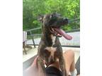 Adopt Newton a Mixed Breed