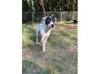 Adopt Conrad a Mixed Breed