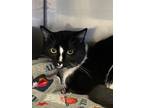 Adopt Peppi a Domestic Short Hair