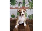 Adopt Graham Cracker a Pointer