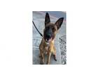 Adopt Lucky a Belgian Shepherd / Malinois, German Shepherd Dog
