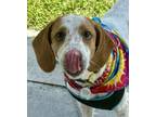 Adopt Marley a Basset Hound