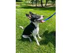Adopt Travis a Australian Cattle Dog / Blue Heeler