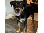 Adopt Bentley a Black Labrador Retriever, Saint Bernard