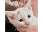 Adopt Sadboi a Domestic Short Hair