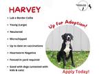 Adopt Harvey a Black - with White Border Collie / Labrador Retriever / Mixed dog