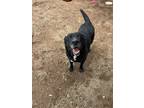 Adopt Magic a Black Labrador Retriever / Mixed Breed (Medium) / Mixed (short