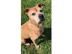 Adopt Sampson a Tan/Yellow/Fawn Boxer / Mixed Breed (Medium) / Mixed (short
