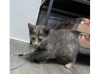 Adopt Ziggy a Tortoiseshell Domestic Shorthair (short coat) cat in Lizella