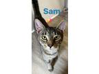 Adopt Sam a Gray, Blue or Silver Tabby Domestic Shorthair (short coat) cat in