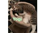 Adopt Yogi a Gray, Blue or Silver Tabby Domestic Shorthair (short coat) cat in
