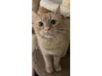 Adopt Tangie a Orange or Red Tabby Domestic Longhair (long coat) cat in Lizella