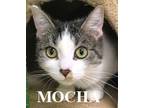 Adopt Mocha a Gray, Blue or Silver Tabby Domestic Shorthair (short coat) cat in