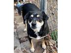 Adopt BEAR a Black - with Tan, Yellow or Fawn Miniature Pinscher / Mixed dog in