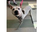 Chauncey American Pit Bull Terrier Young Female