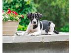 Bingo Catahoula Leopard Dog Puppy Male