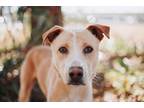 73183A Bo American Staffordshire Terrier Adult Male