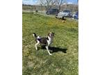 Bowen Labrador Retriever Adult Male