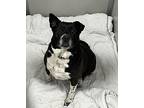 Cheyenne Border Collie Adult Female