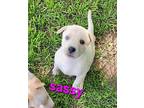 Sassy Labrador Retriever Puppy Female