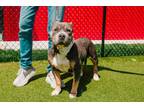 Sadie fka Dog 1 Mixed Breed (Large) Adult Female