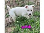 Wink Labrador Retriever Puppy Female