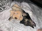 Vinny Belgian Malinois Puppy Male