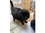 Alabama Domestic Shorthair Senior Female