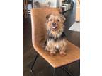 Trixie (Bonded to Benji) Yorkie, Yorkshire Terrier Adult Female