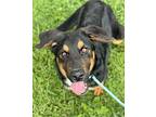 Farquad German Shepherd Dog Young Male
