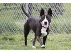 Beanie Baby American Pit Bull Terrier Adult Female