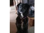 Delta Mixed Breed (Medium) Young Female