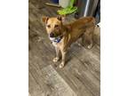 Solaris Mixed Breed (Medium) Young Female