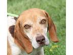 Bear Claw Beagle Adult Male