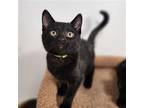 Marbles Domestic Shorthair Kitten Female