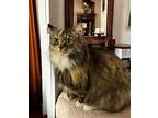 Tawny Persian Female