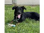 Felicia German Shepherd Dog Young Female